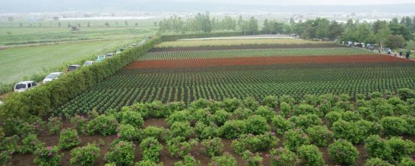 外围足球软件app下载举例在广东西部一带鸿沟栽种的老农户-外围足球软件app下载